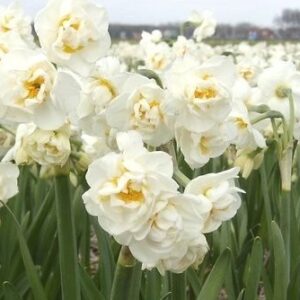 Narcissus Bridal Crown (biologisch)