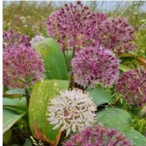 Allium karataviense "Red Giant Star" (biologisch)