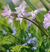 Chionodoxa forbesii "Pink Giant" (biologisch)