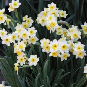 Narcis Minnow (biologisch)