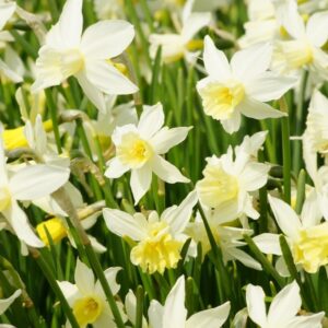 Narcis Sailboat (biologisch)
