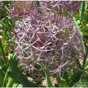 Allium Christophii  Sterrelook  (biologisch)