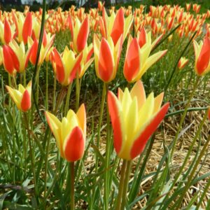 Tulipa clusiana "Tinca" (biologisch)